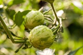 striped green tomatoes ripening on garden bed