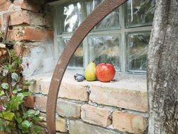 apple pear and plums at the window