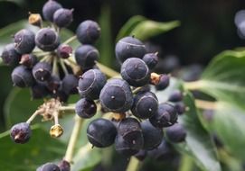 Hedera helix, ripe ivy berries on plant