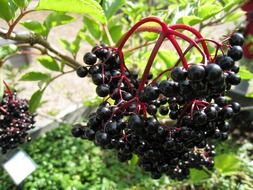 black berries on a green bush