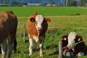 cows in a paddock on a green meadow