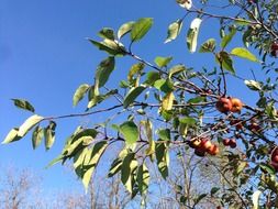 autumn apples on a tree against the blue sky