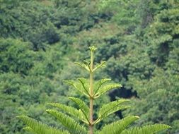 Monkey puzzles tree top in jungles