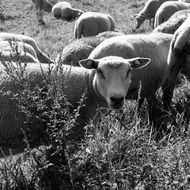 sheep graze eat black and white photo