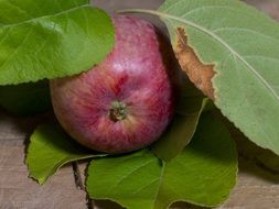 red apple in the leaves