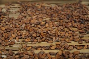 harvest of coffee beans