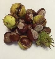 Chestnuts are the fruit of autumn