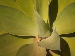 closeup photo of the green plant
