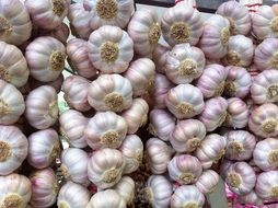 lots of garlic in bundles