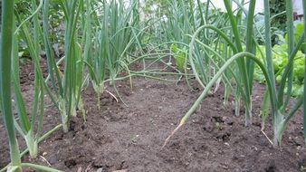 green onions growing in the garden