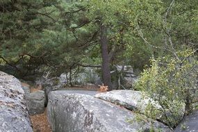 Large stones in the background of trees