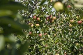 fruit tree