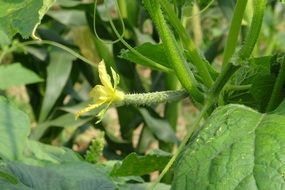Yellow flower of the cucumber plant blossomes