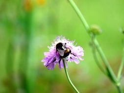 fluffy bumblebee on a purple flower