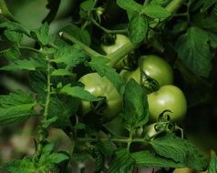 ripening green tomatoes on the branch