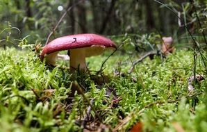 the toxic red forest mushroom close-up on blurred background