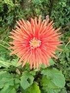 blooming flower with sharp pink petals