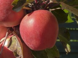 red apples on a branch close-up