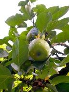 green apple with raindrop on tree
