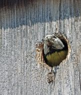 Blue tit in the nesting box