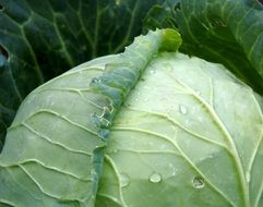 picture of the cabbage