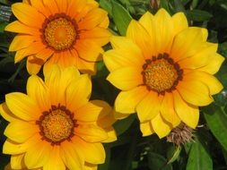 closeup view of big yellow flowers in nature