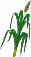 drawn corn stalk