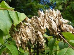 Ailanthus is a tree of heaven