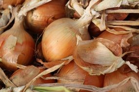 onions for cooking