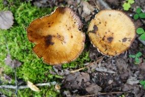 natural mushrooms grow in the forest