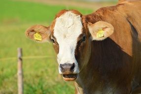 Brown cow on a meadow