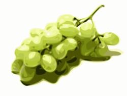 bunch of bright green grapes as a graphic image