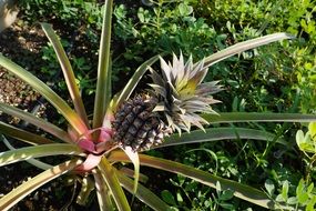 pineapple grow in green grass