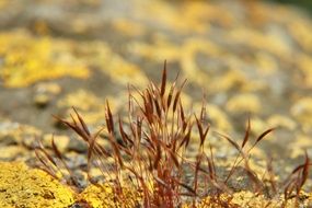 moss vegetation on a rock