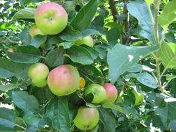 green apples with red sides in the garden