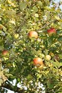 mature apples on an apple tree