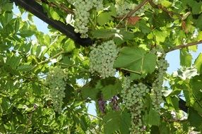 green grapes growing in the garden