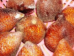 Salak, Salacca zalacca, palm tree fruits