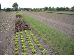 different varieties of lettuce on the garden