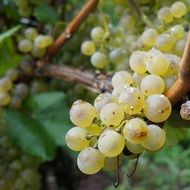 white sweet grapes on bush