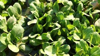 green bok choy in a garden