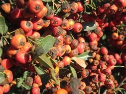 bright rowan berries on a branch