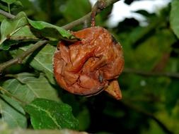 rotten apple on a branch