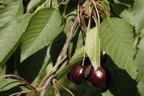 red cherry among green leaves