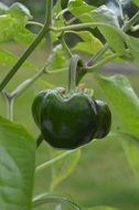 Green pepper in leaves