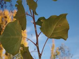 Natural green leaves of the tree