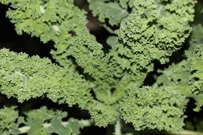 kale organic vegetable closeup