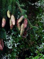 long pine cones on a tree