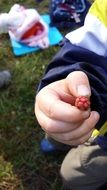 berry in children's hand close up