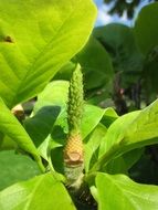 magnolia soulangeana plant macro